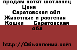 продам котят шотланец › Цена ­ 1 000 - Саратовская обл. Животные и растения » Кошки   . Саратовская обл.